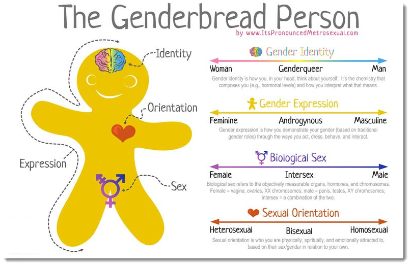 Screenshot of a graphic showing a "Genderbread Person" which locates "Identity" in the brain, "Orientation" in the heart, "Expression" in the body and "Sex" in the groin. Additionally it has diagrams of the following continuums: Gender Identify from Woman through Genderqueer to Man ; Gender Expression from Feminine through Androgynous to Masculine ; Biological Sex from Female through Intersex to Male and Sexual Orientation from Heterosexual through Bisexual to Homosexual